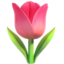 🌷 🌷