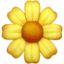 🌼 🌼