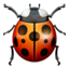 🐞 🐞