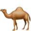 🐪 🐪
