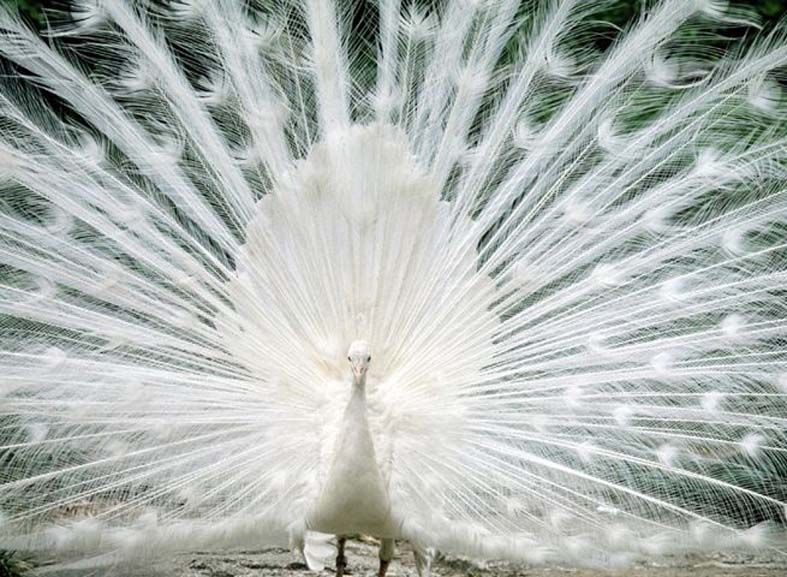 White Peacock.jpg