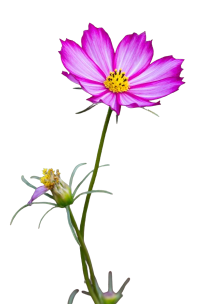 purple-cosmos-flowers-removebg-preview.png