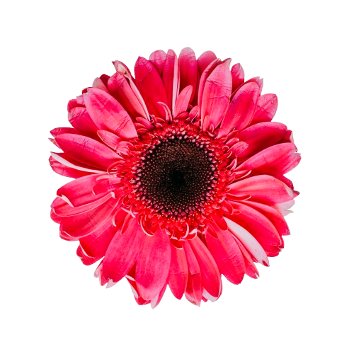 beautiful-red-flower-removebg-preview.png