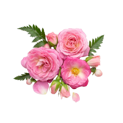 top-view-roses-flowers-removebg-preview.png