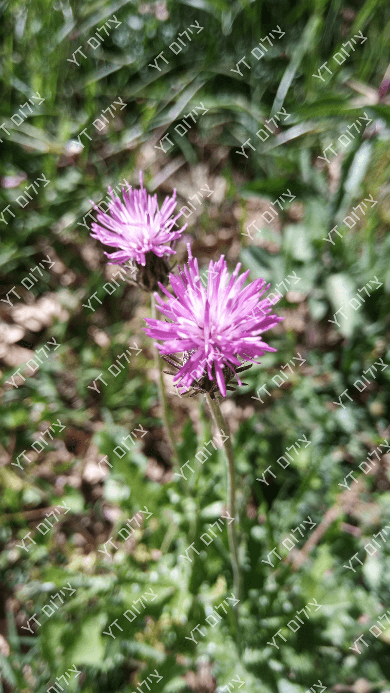 IMG_20250417_144118_390.jpg_1.png