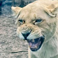 עם ישראל חיי